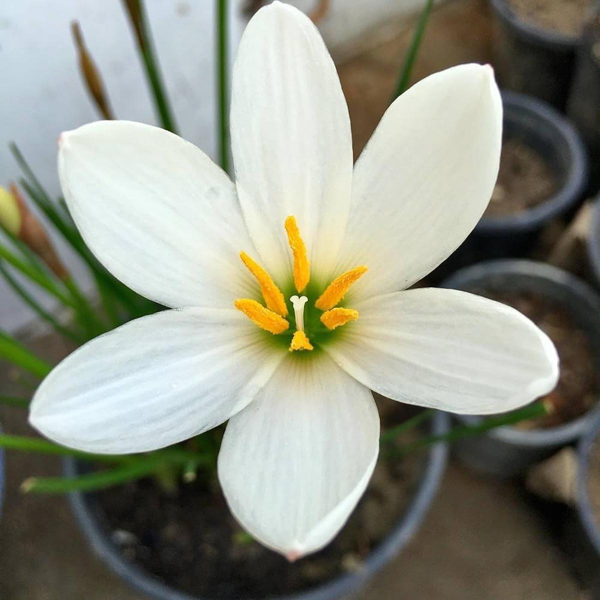 Lily Lilium spp. Seeds for Planting - Perfect for Flower Bed & Urban Garden