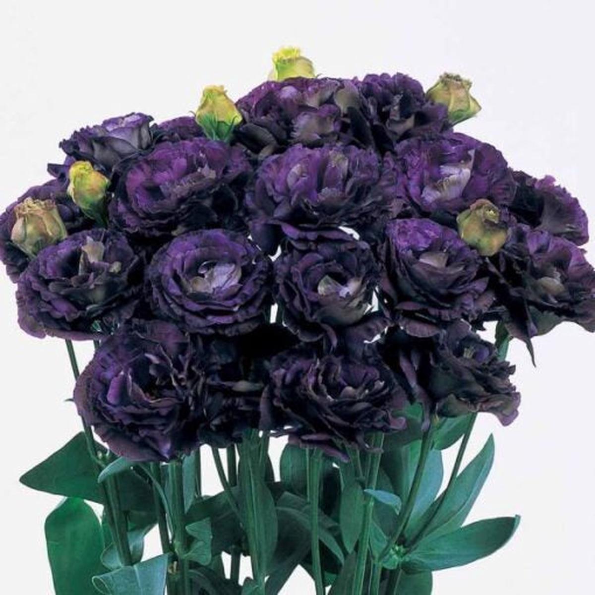 Lisianthus Rosanne Black Pearl F1 Imported  Heirloom, Non-GMO, High Germination Organic Garden Seeds