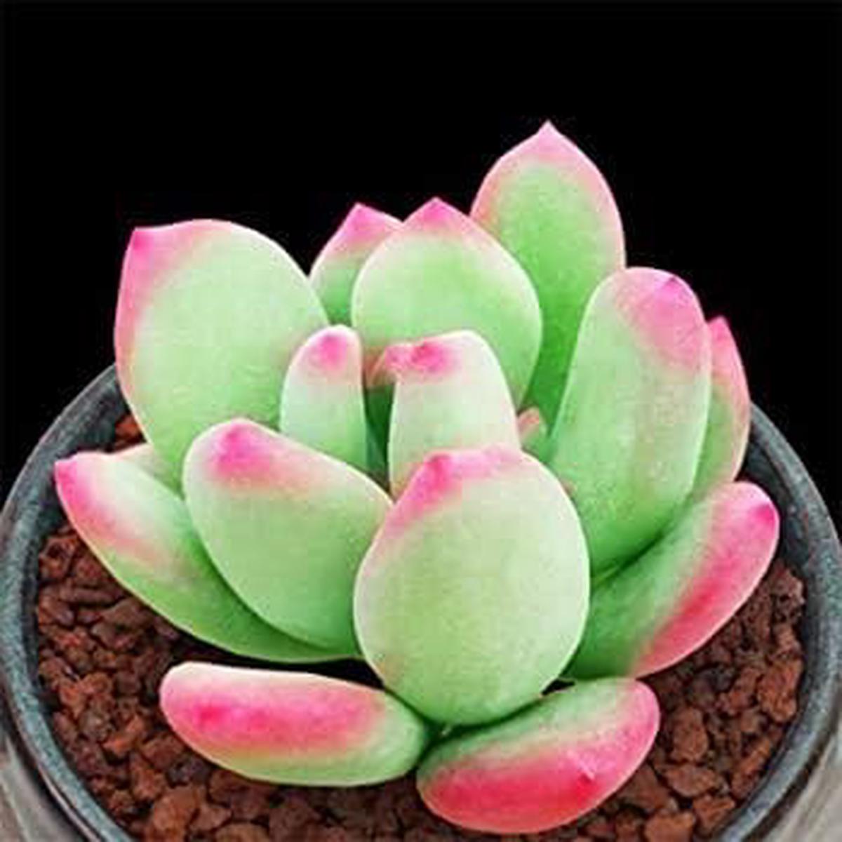 Lithops Succulent Plant Seeds for Planting  Heirloom, Non-GMO Living Stone Seeds for Unique Garden Decor