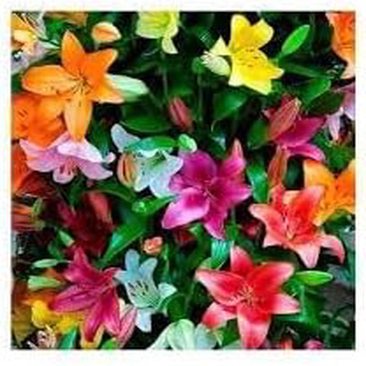 Lluvia Flower Seeds for Planting Organic, Heirloom, Non-GMO Rain Flower Garden Seeds