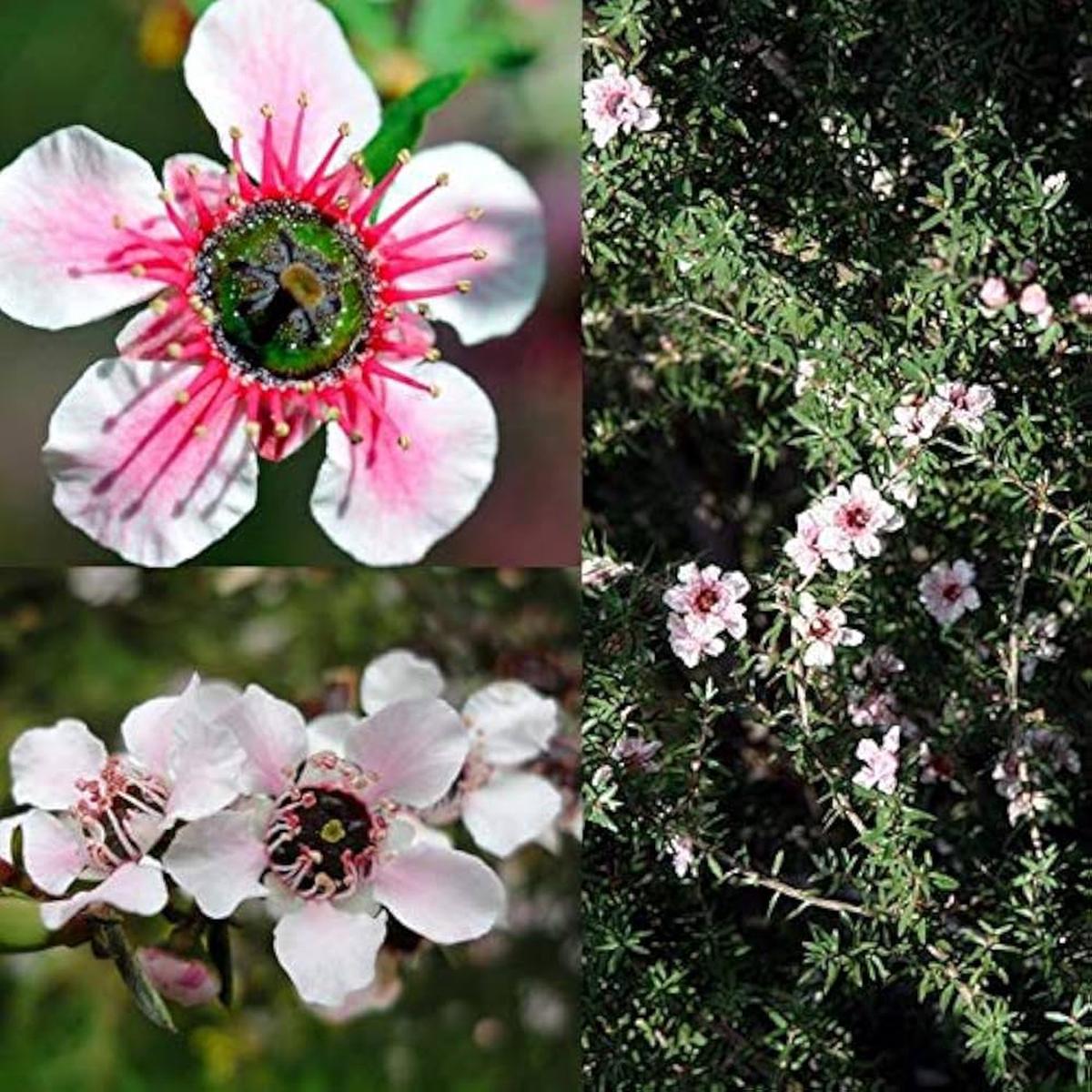 Manuka Flower Seeds for Planting - 100
