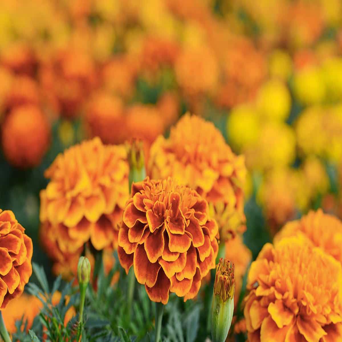 Marigold Seeds for Planting  Heirloom, Non-GMO, Easy to Grow, Pest-Repelling