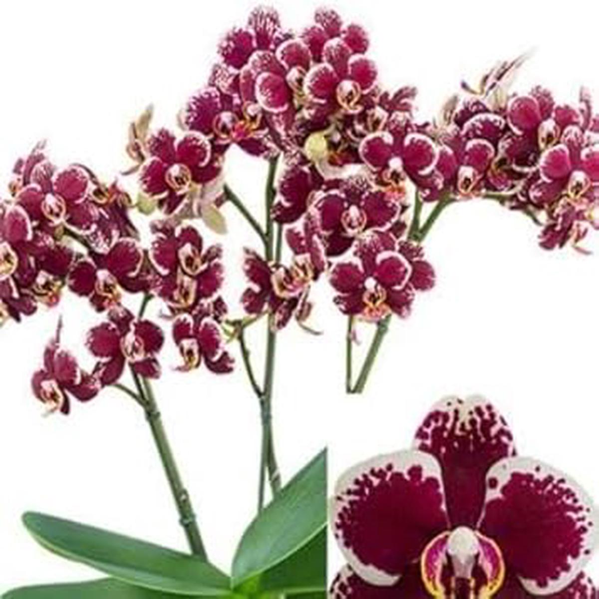 Maroon White Phalaenopsis Orchid Flower Seeds for Planting  Heirloom Non-GMO Cottage Garden