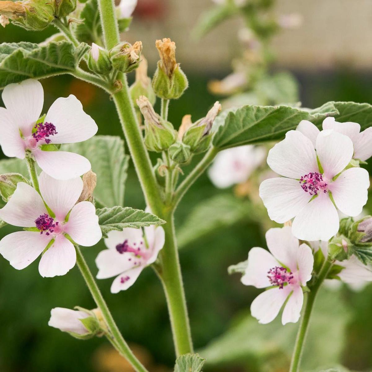 Marshmallow Herb Seeds Hardy Perennial Flowering Variety