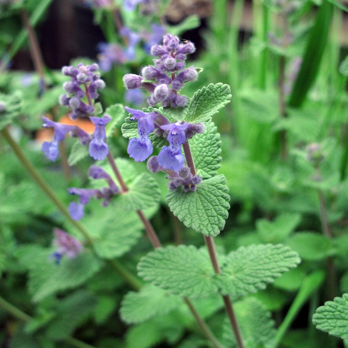 Medicinal And Edible Aromatic Nepeta Cataria For Planting  Heirloom, Non-GMO, High Germination Organic Garden Seeds