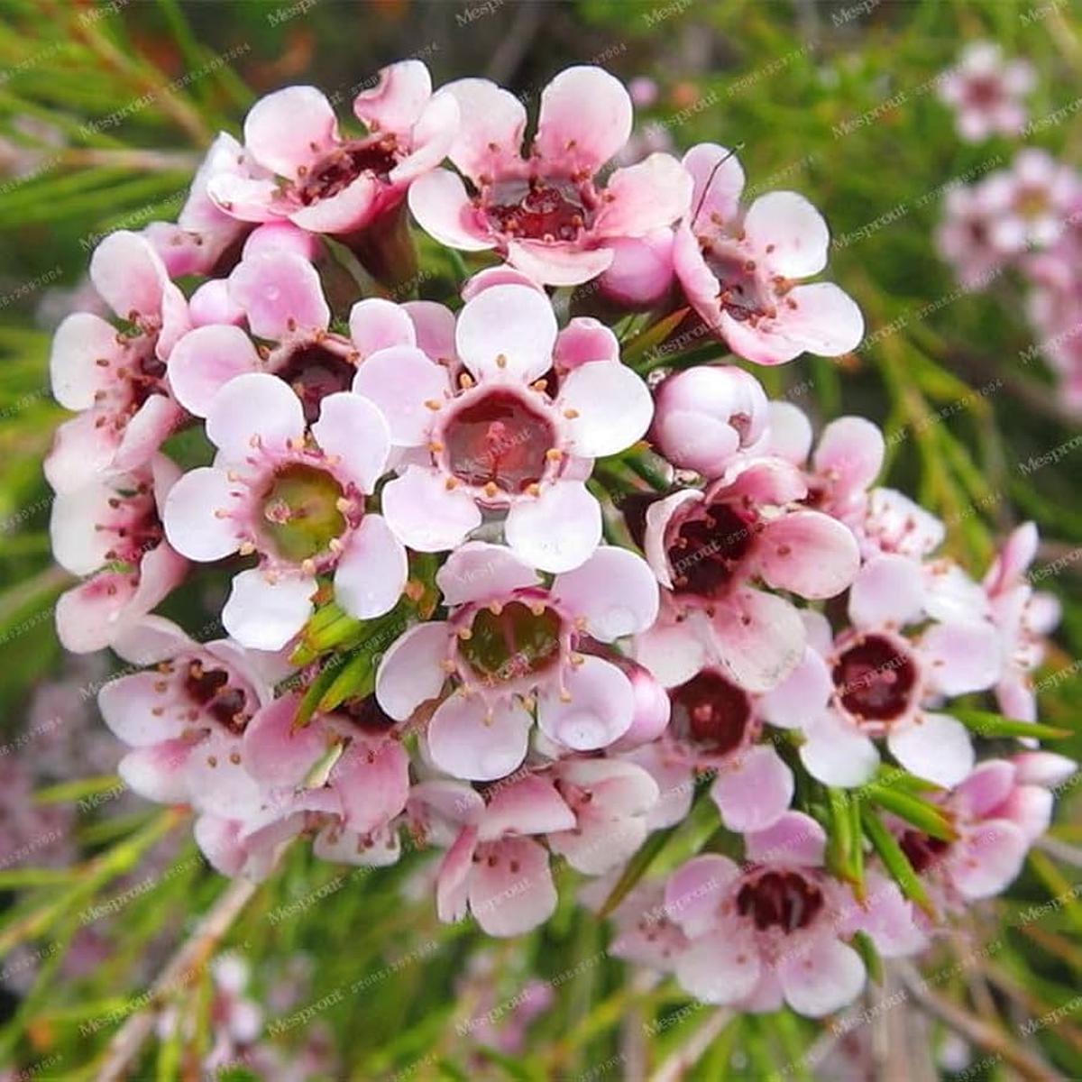 Mischfarbe Geraldton Wachsblume Eremophila spp. Seeds for Planting in Flower Bed