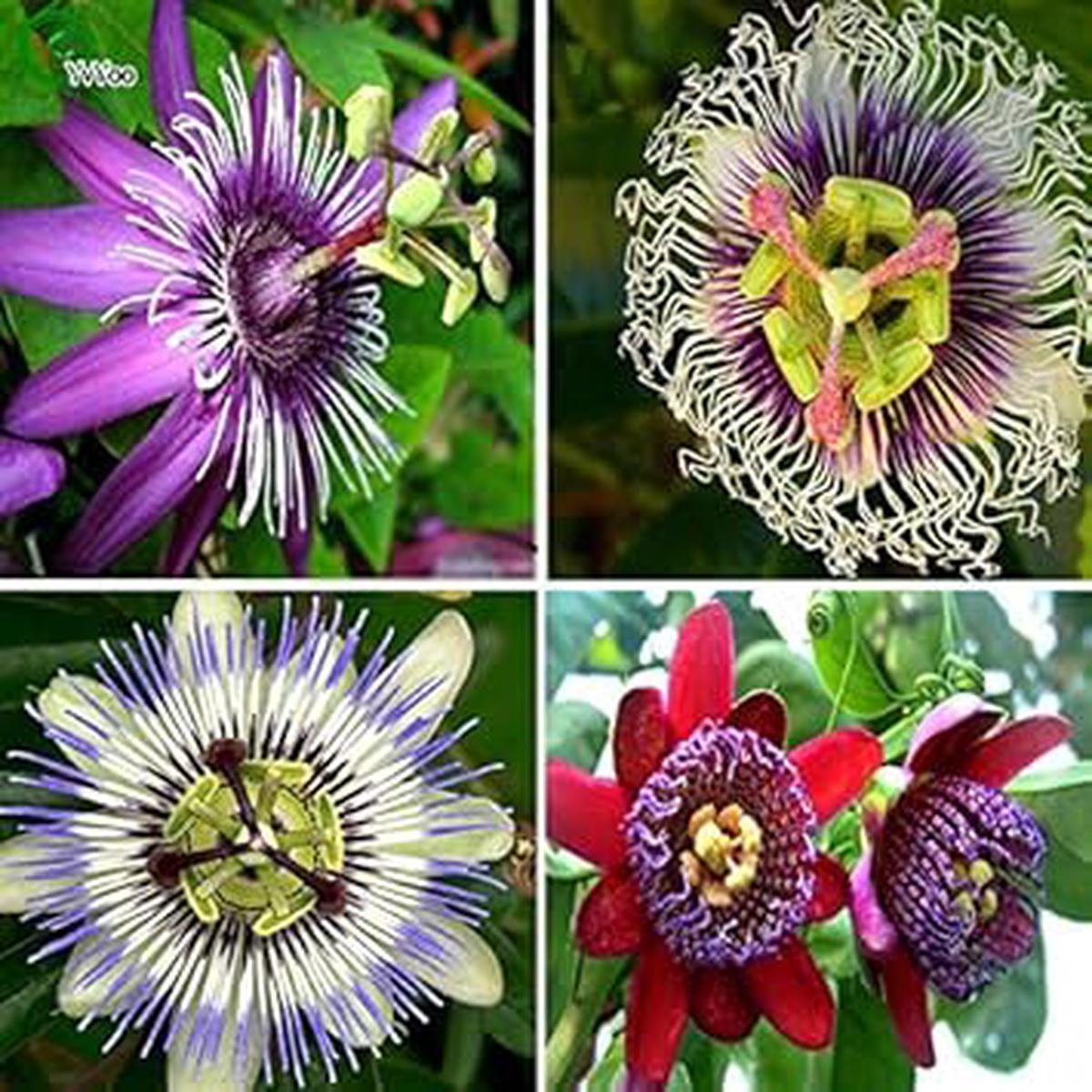 Mix Passiflora Flower Seeds for Planting Fragrant Blossoms Heirloom Non-GMO High Germination Organic Garden Seeds