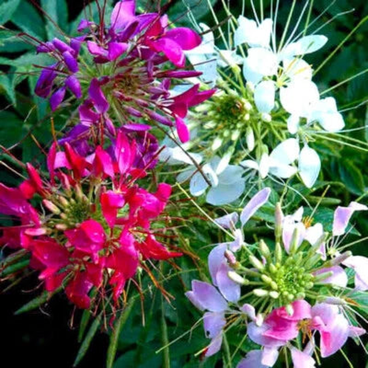 Mixed Colors Cleome Seeds for Planting , Non-GMO Free Ship  Heirloom