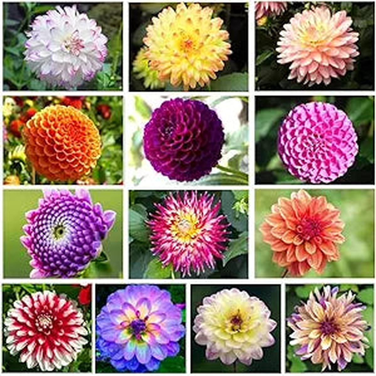 Mixed Dahlia Dahlia spp Flower Seeds for Planting in Flower Bed