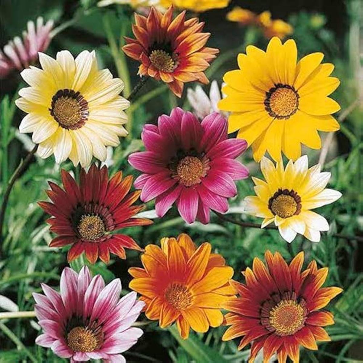 Mixed Gazania Flower Seeds for Planting  Hardy Heirloom, Non-GMO, High Germination Organic Garden Seeds