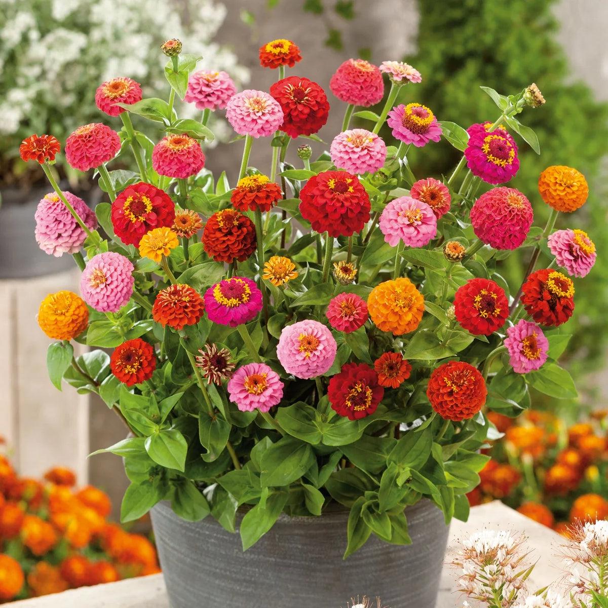 Mixed Thumbelina Flower seeds for Planting Low Maintenance Heirloom & GMO Free Seeds for Home Garden Sale