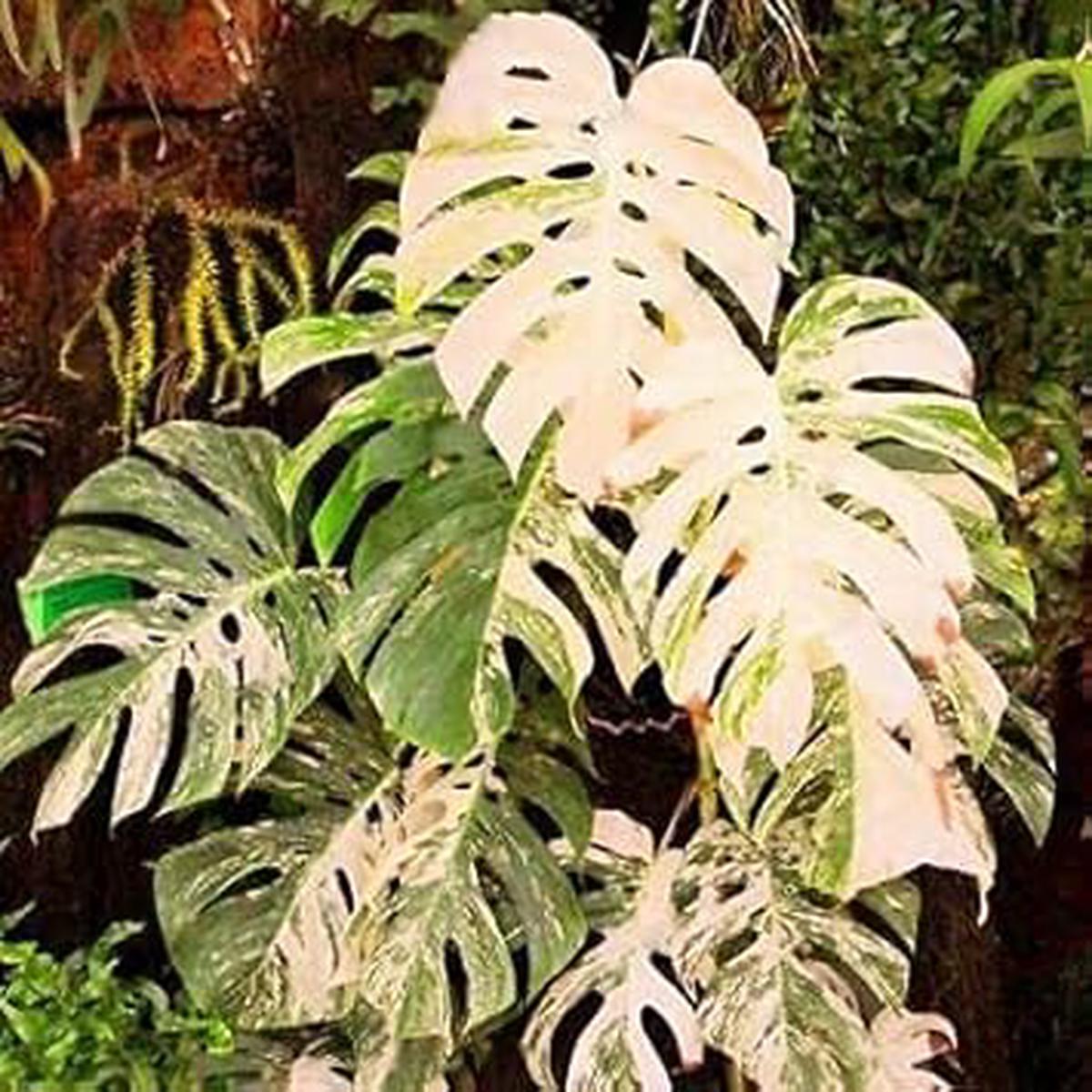Mixed Turtle Plant Seeds  Heirloom Non-GMO Fragrant Blooms for Home Garden Planting