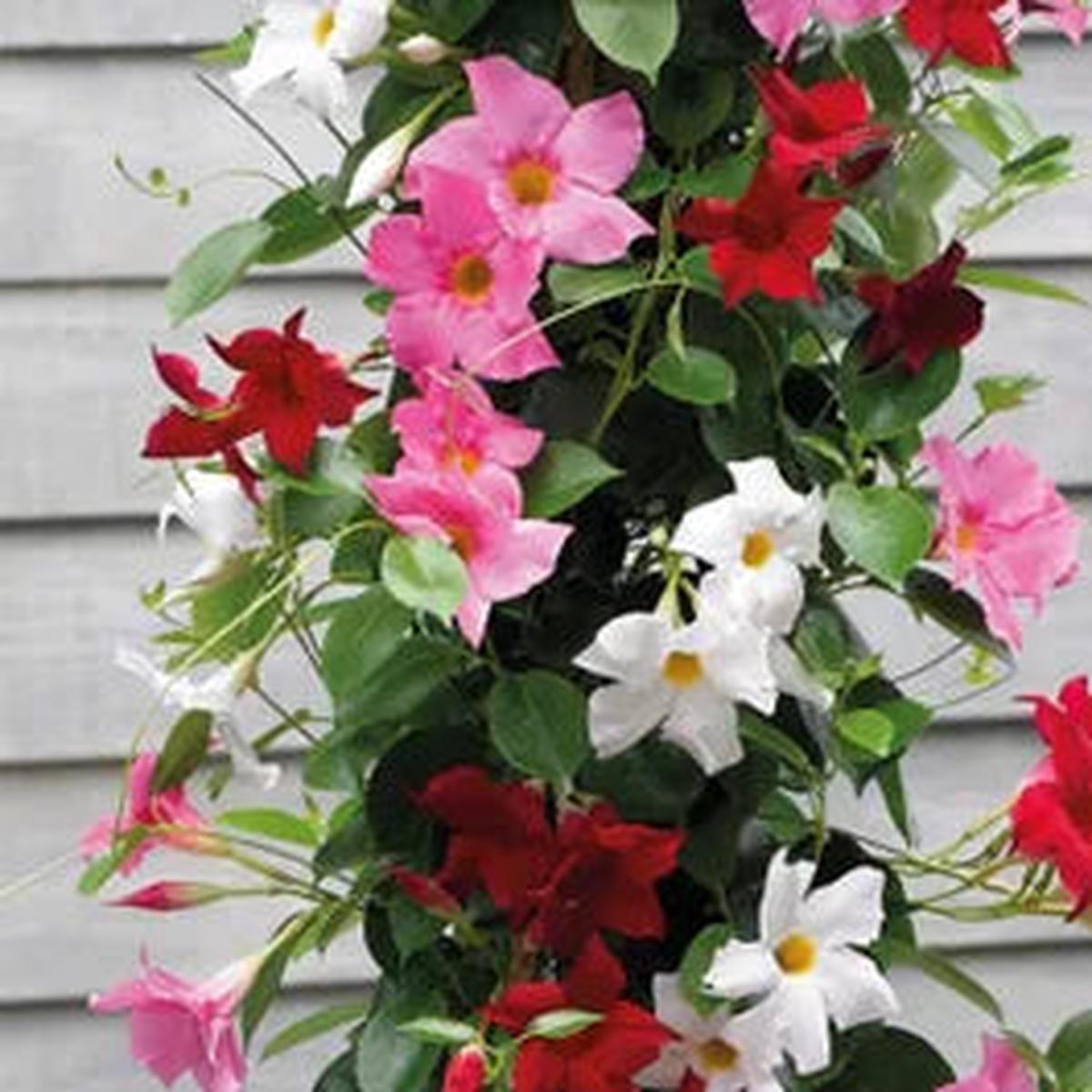 MultiColored Mandevilla Seeds Flower seeds for Planting Drought Tolerant Heirloom & GMO Free Seeds for Home Garden Sale