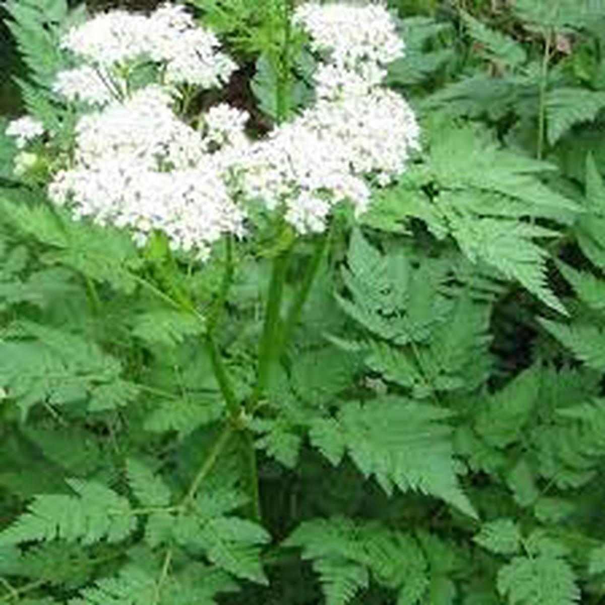 Myrrhis Odorata Flower seeds for Planting Seasonal Bloomer Heirloom & GMO Free Seeds for Home Garden