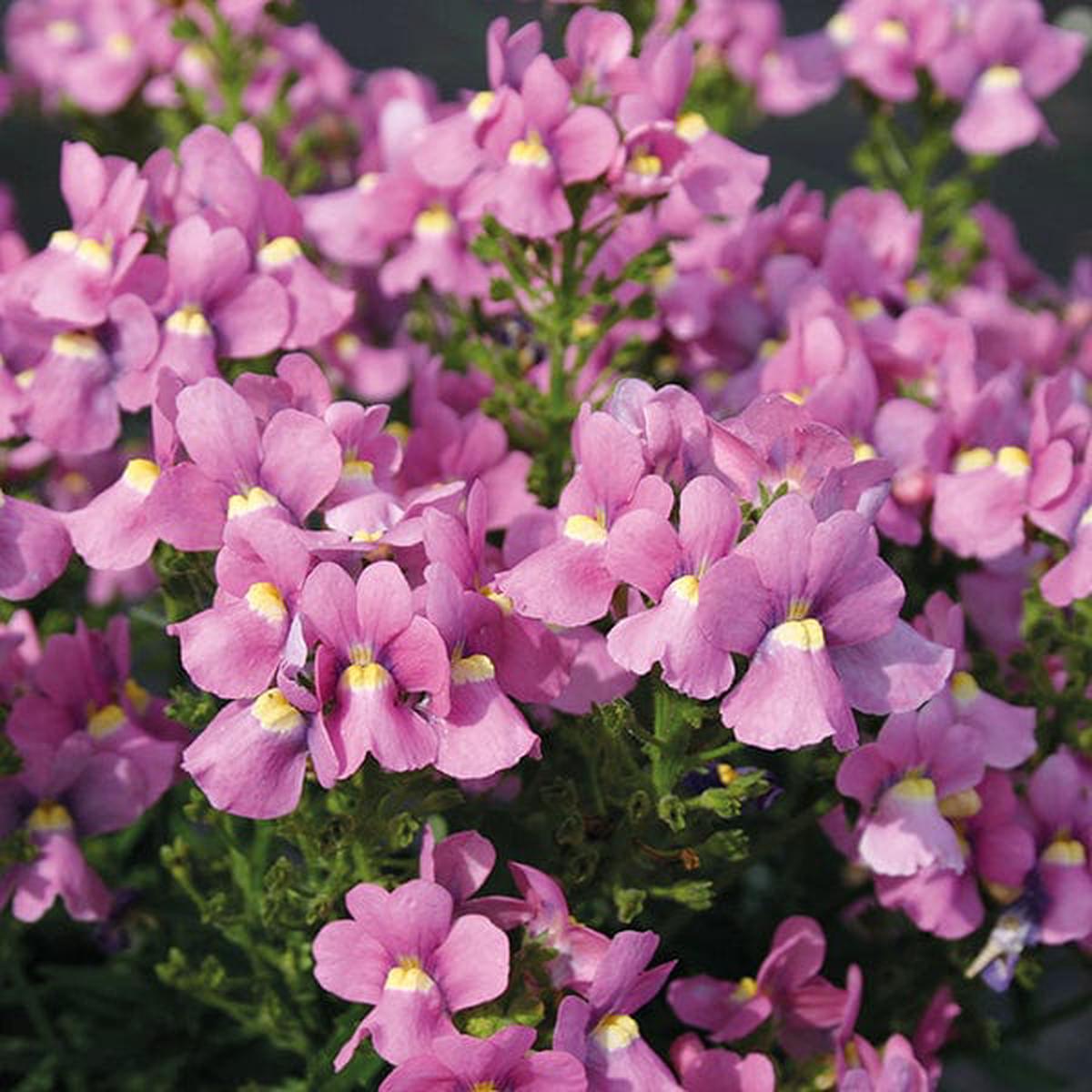 Nemesia Flower Seeds for Planting | Heirloom Non-GMO Organic Garden Seeds, Fragrant Blossoms, High Germination
