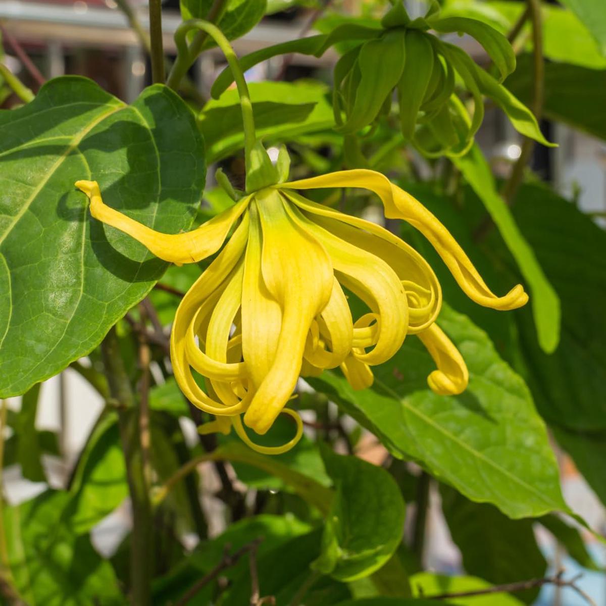 Odorata Flower Seeds for Planting - 100