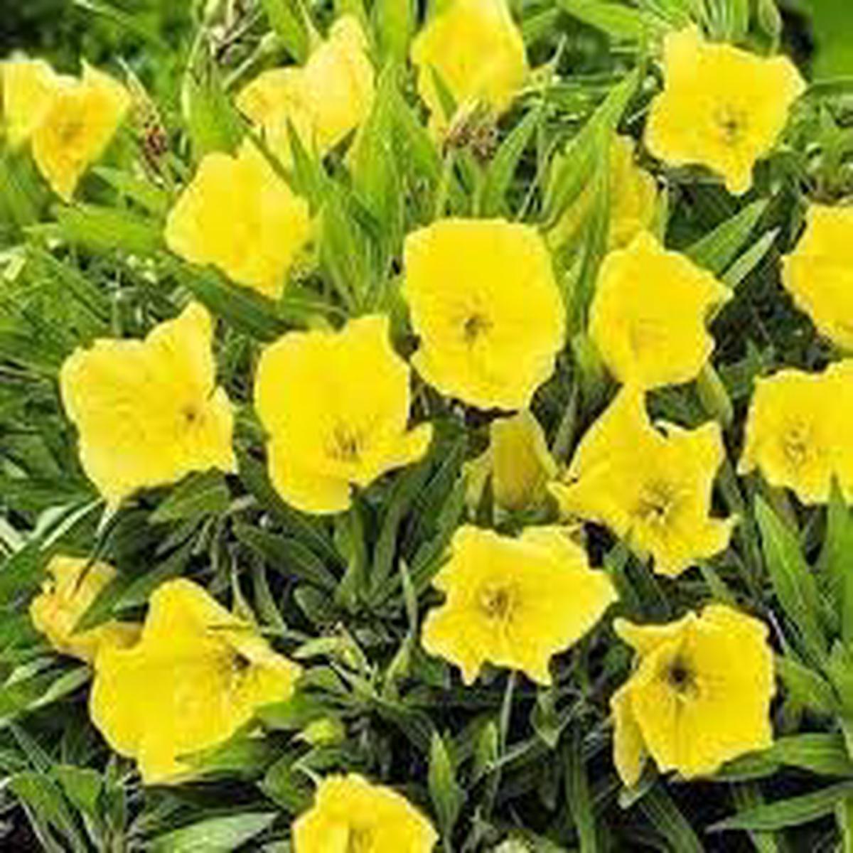 Oenothera Missouriensis Flower Seeds  Heirloom Non-GMO Seeds for Planting Evening Bloom Organic Garden