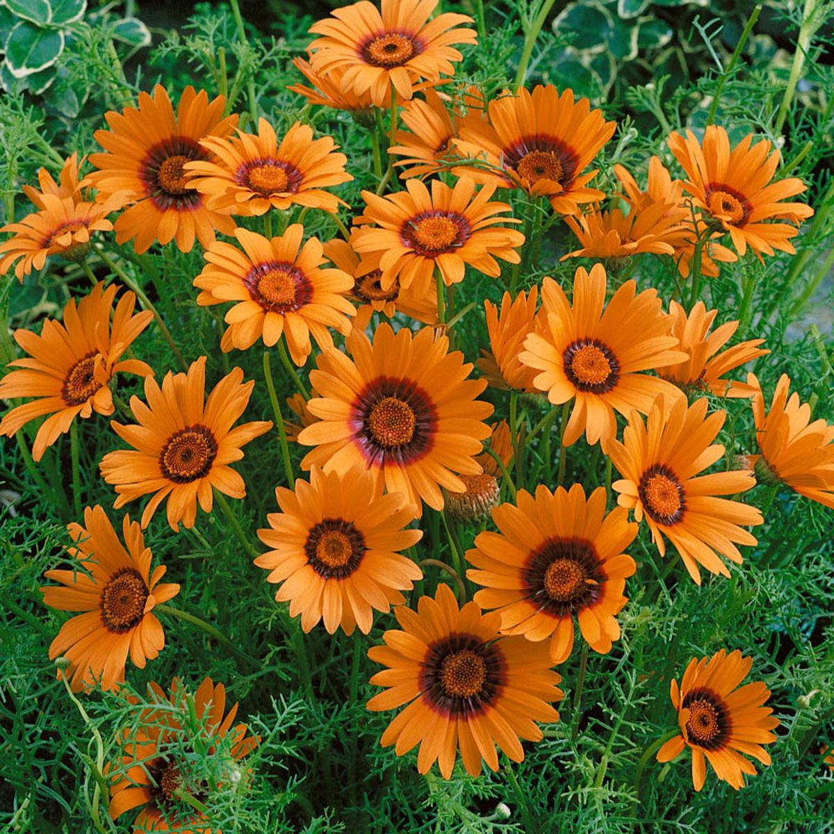 Orange Anthemoides Flower Seeds for Planting  Heirloom Non-GMO, High Germination Organic Garden Seeds