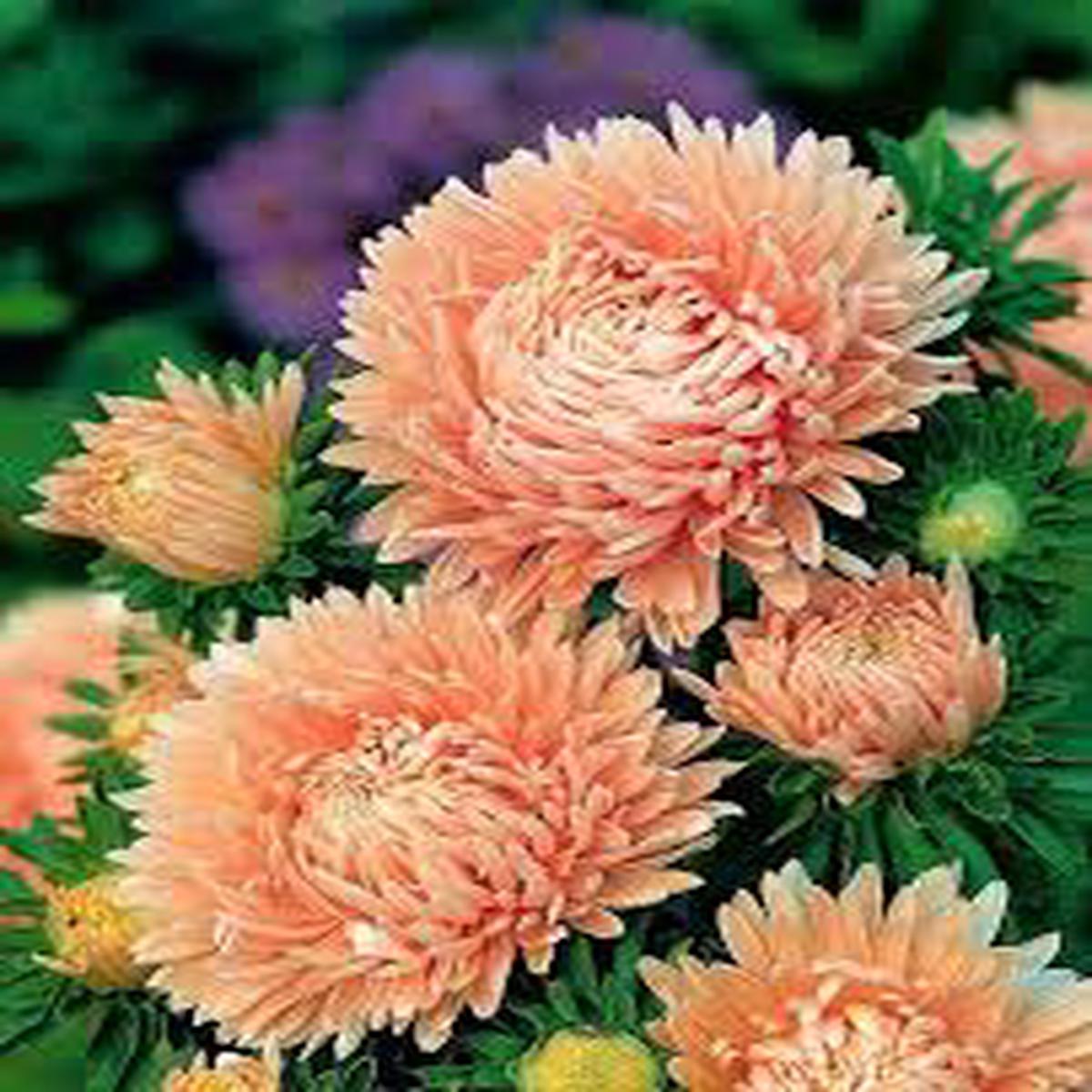 Orange China Aster Flower Seeds for Planting Drought Tolerant, Heirloom, Non-GMO, High Germination Organic Garden Seeds