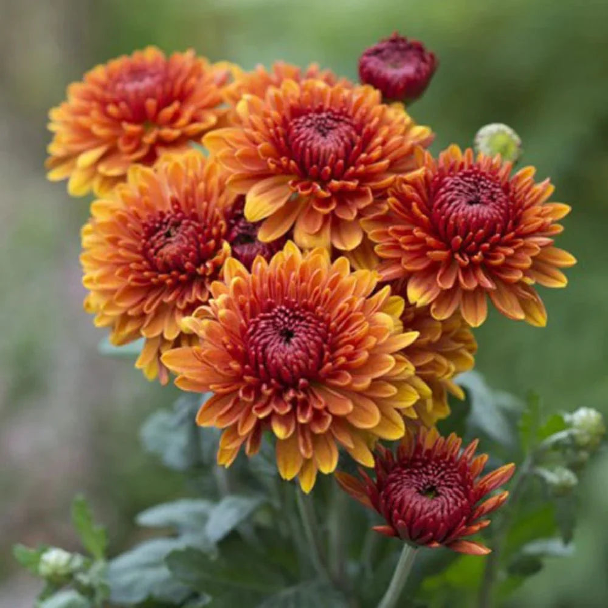Orange Red Chrysanthemum Flower Seeds  Heirloom Non-GMO Blooms for Vibrant Fall Gardens