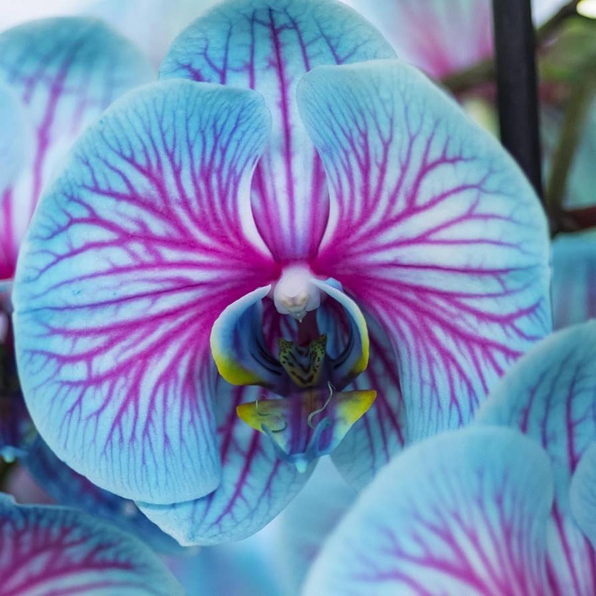 Orchid Seeds Pcs for Bonsai and Garden Flower Planting
