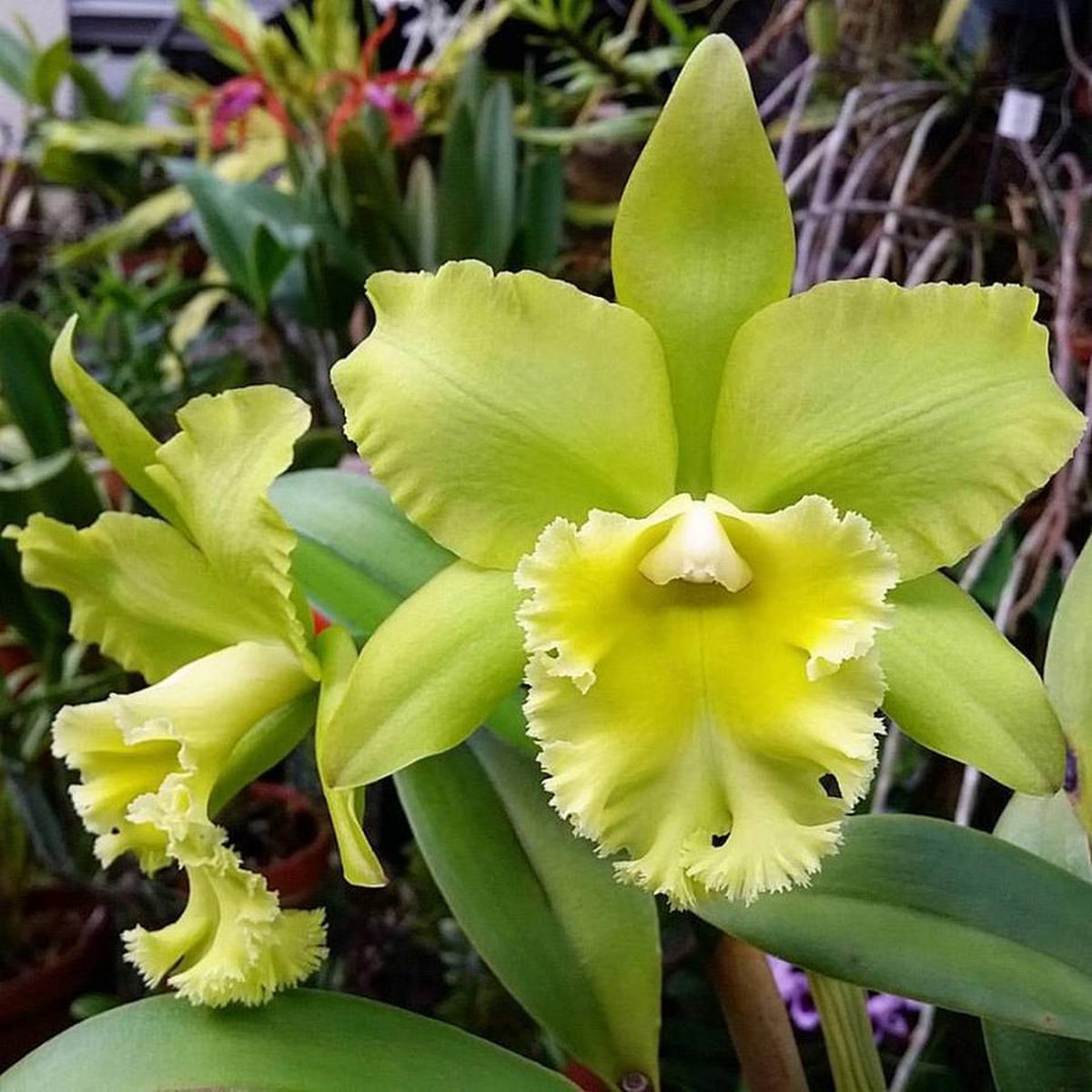 Organic Green Cattleya Flower Seeds for Planting  Heirloom, Non-GMO