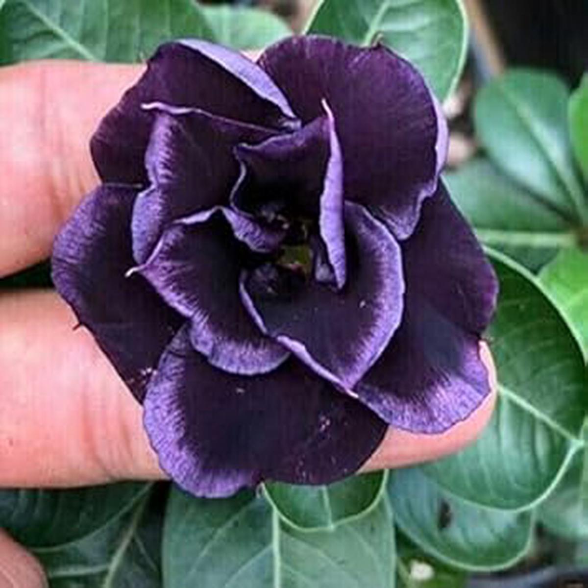 Organic Heirloom Non-GMO Dark Purple Adenium Obesum Seeds for Planting  Desert Rose
