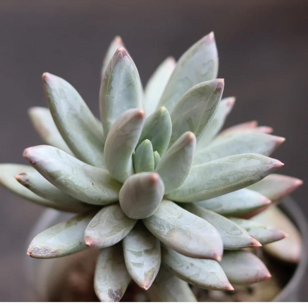 Pachyphytum Flower Seeds Heirloom Non-GMO Organic Garden Seeds for Planting Perfect for Borders & Succulent Gardens
