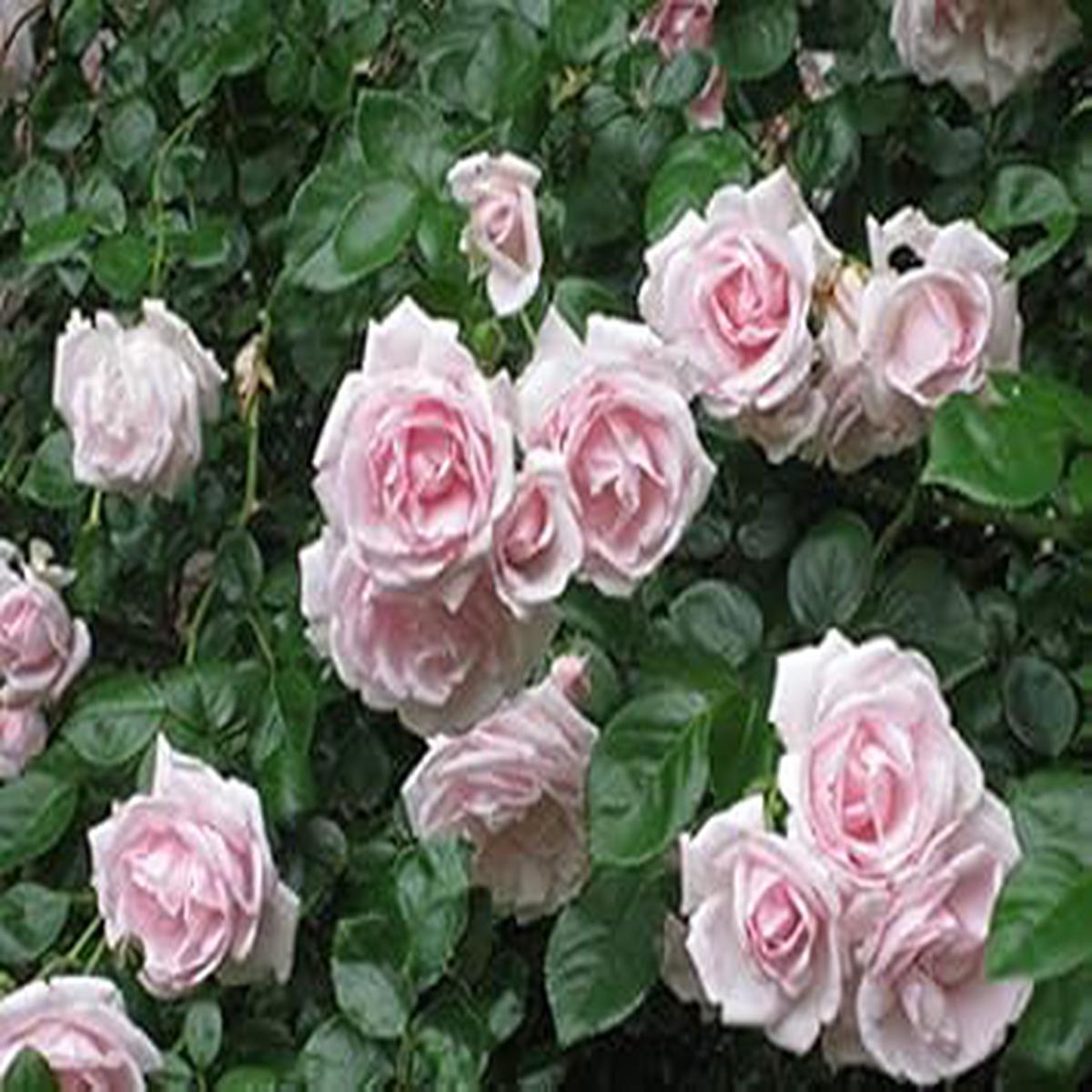 Pale Pink Miniature Rose Seeds for Planting Heirloom, Non-GMO, High Germination Organic Garden Seeds