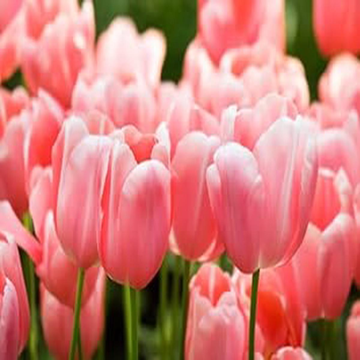 Pale Pink Tulip Flower Seeds for Planting  Heirloom, Non-GMO, High Germination Organic Garden Seeds