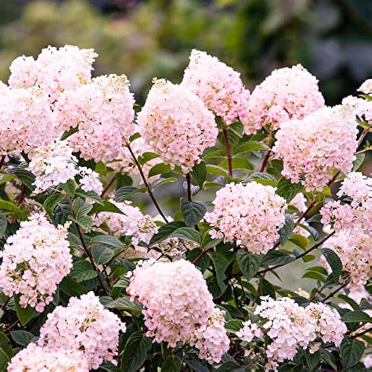 Panicle Hydrangea Hydrangea paniculata seeds for large, dramatic blooms in sunny and shaded garden areas