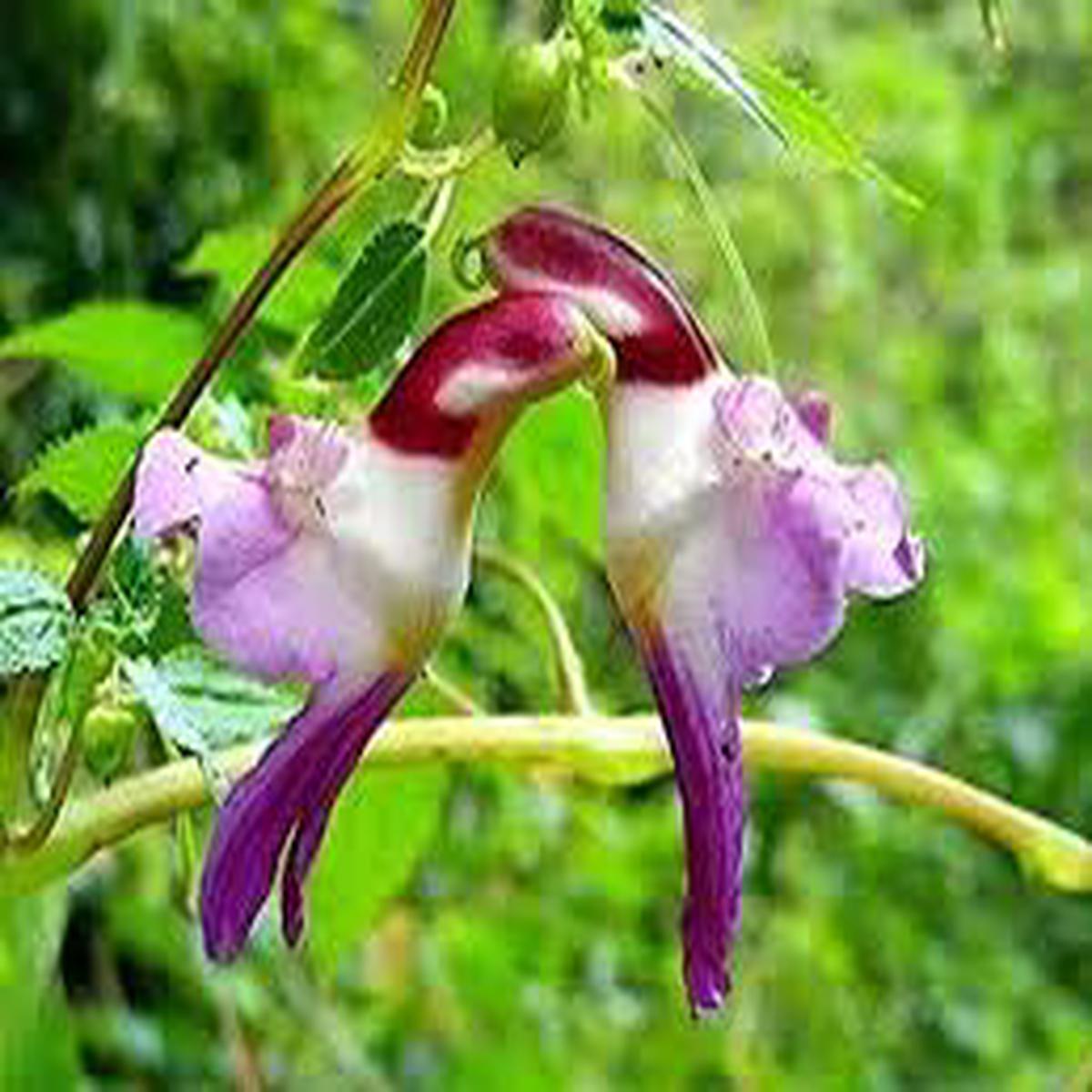 Parrot Orchid Flower Seeds for Planting Heirloom, Non-GMO, High Germination Organic Garden Seeds (100pcs)
