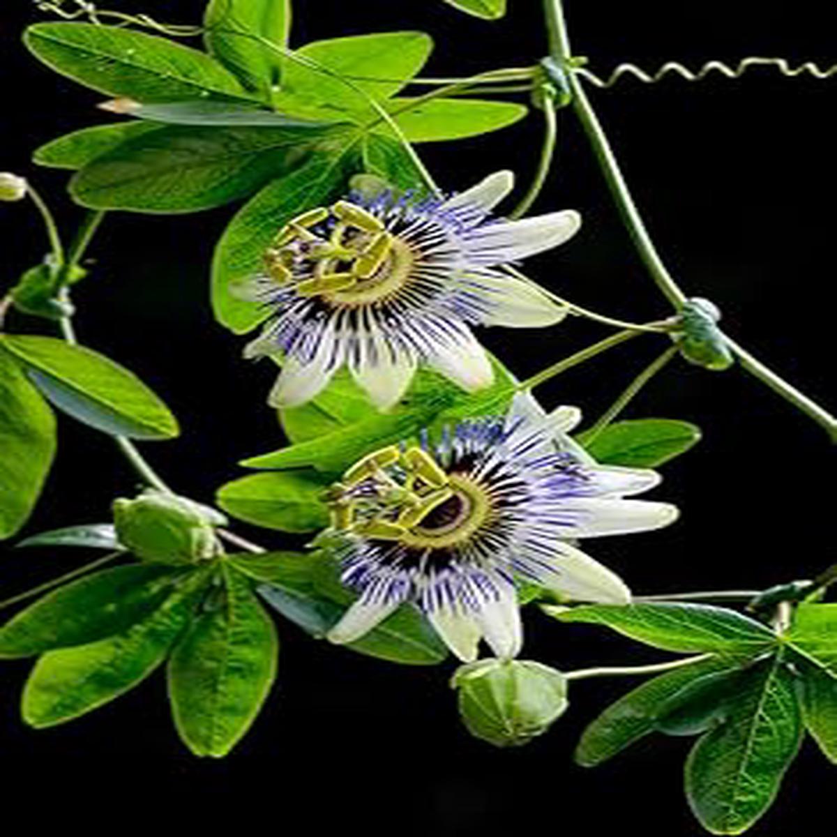 Passiflora Flower Seeds for Planting  Premium Quality, Heirloom, Non-GMO, High Germination