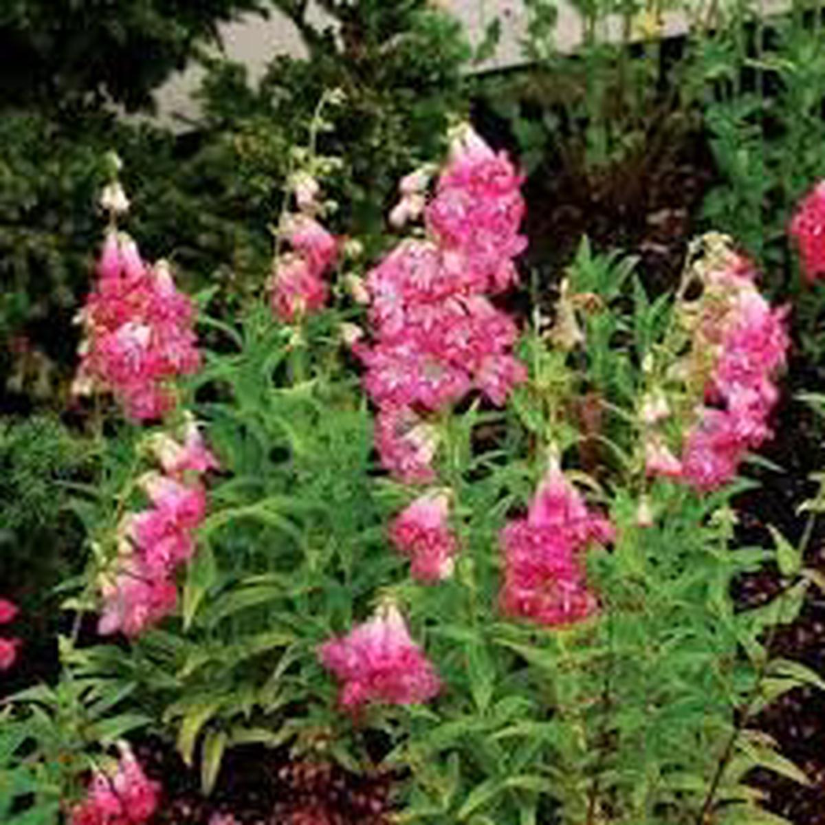Penstemon Palmeri Flower seeds for Planting Pollinator Friendly Heirloom & GMO Free Seeds for Home Garden