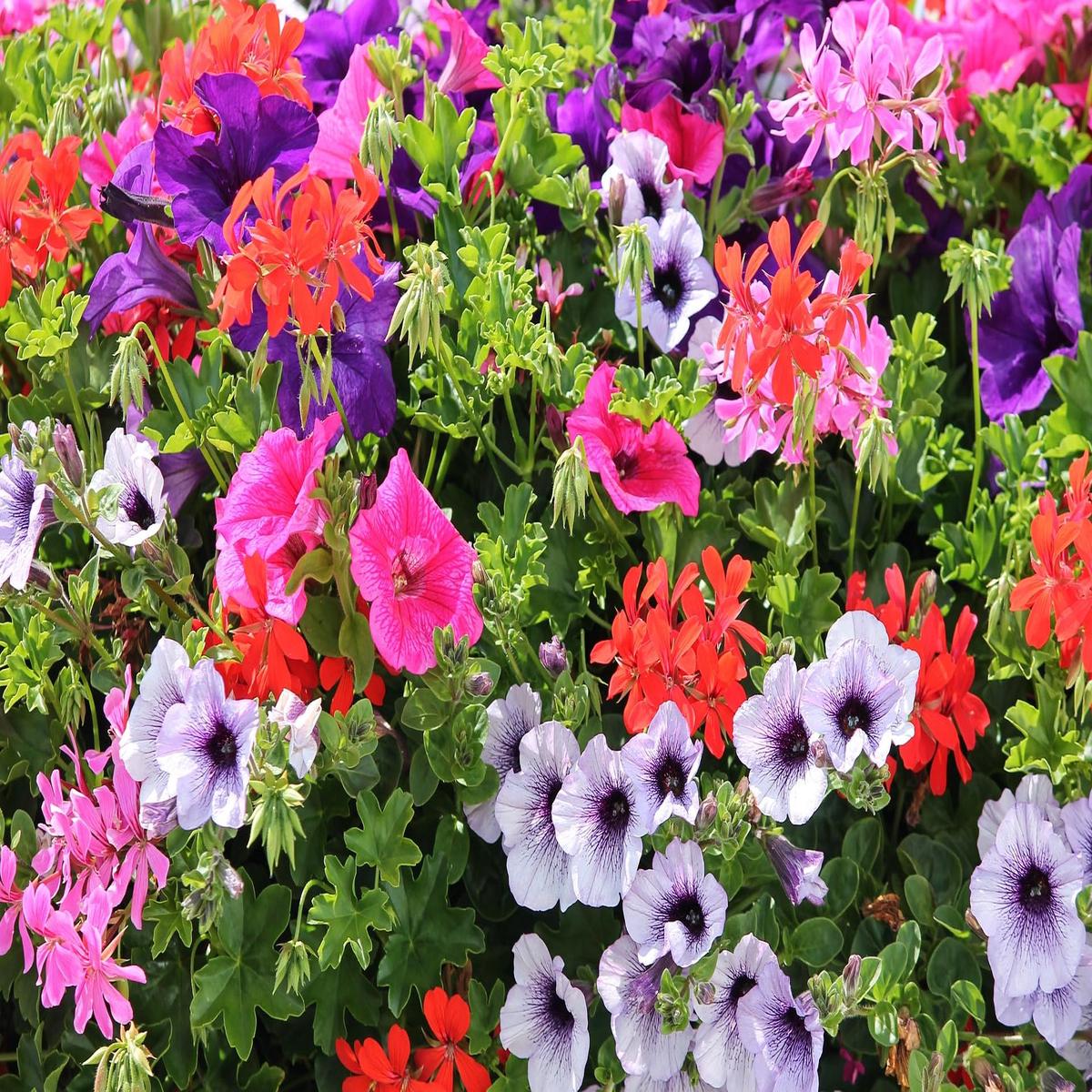 Petunia Flower Seeds (Multi-Color)  Fresh Seeds for Planting Colorful Garden Blooms