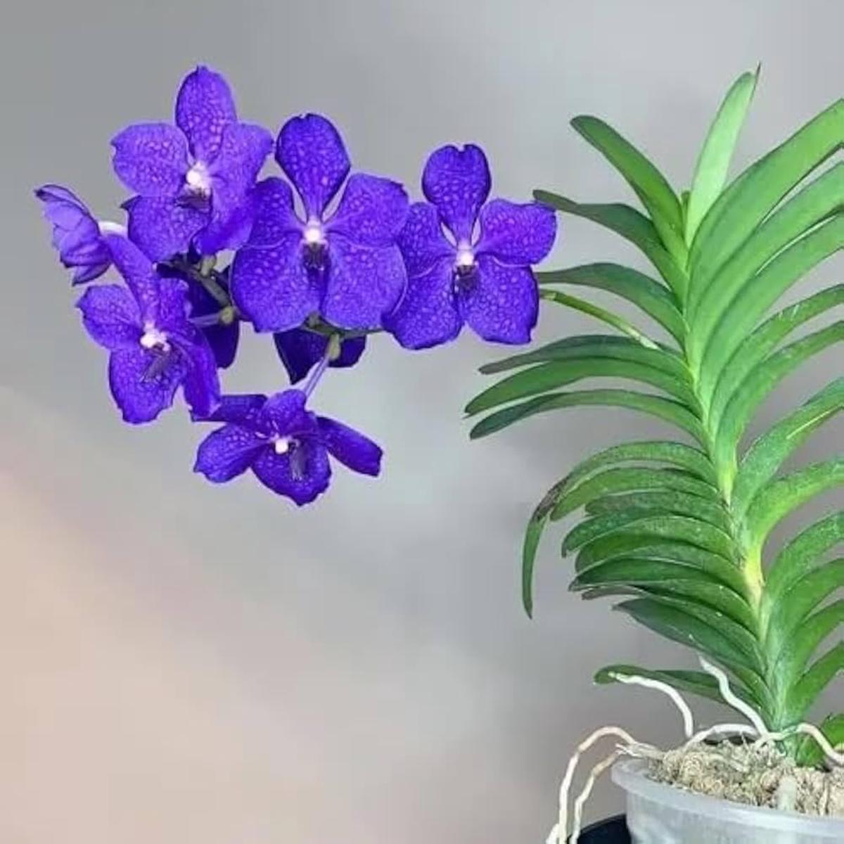 Phalaenopsis Orchid Flower Seeds for Planting  Heirloom, Non-GMO, Organic Cut Flower Favorite Seeds