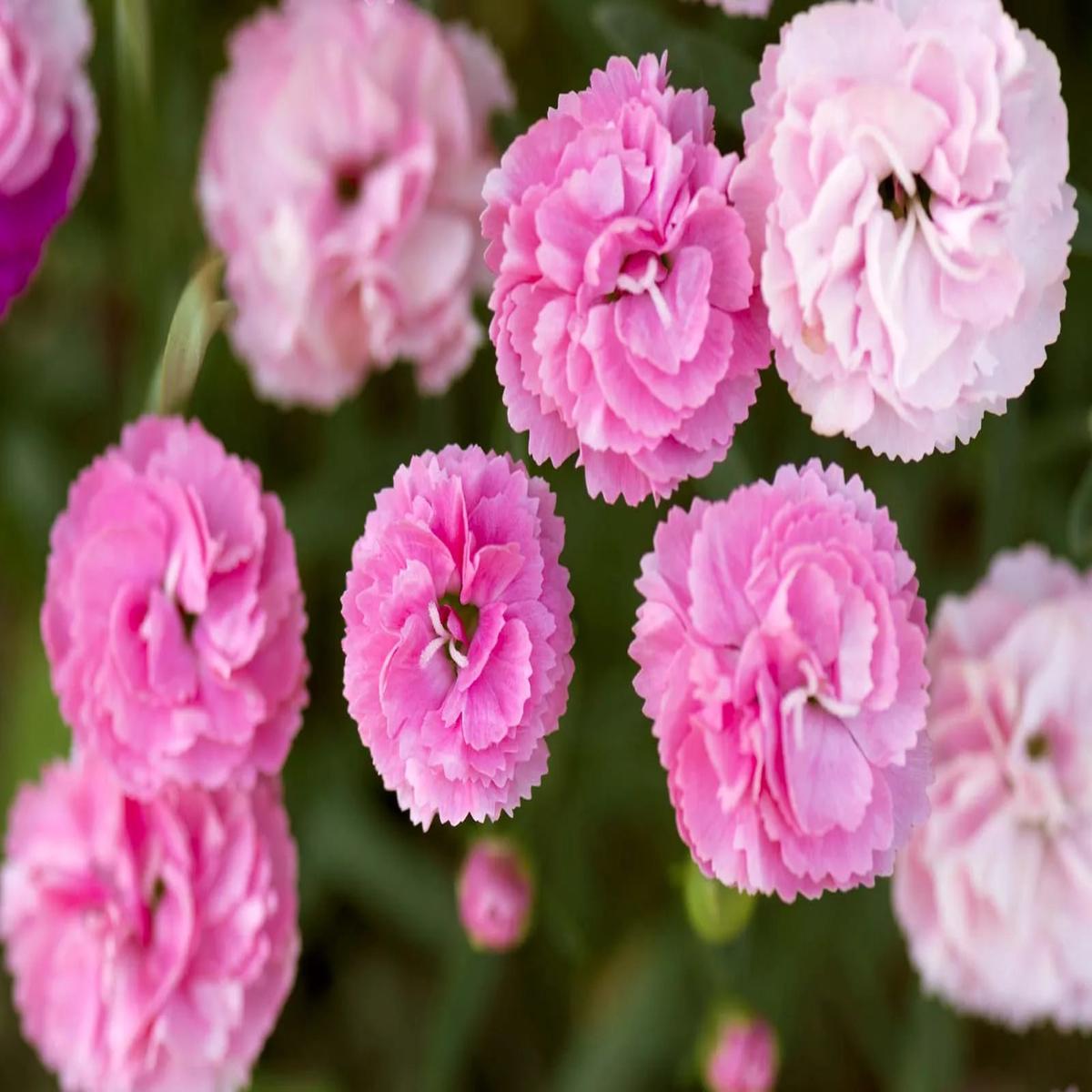 Pink Dianthus Caryophyllus Flower Seeds for Planting  Heirloom, Non-GMO, High Germination, Organic Garden Seeds