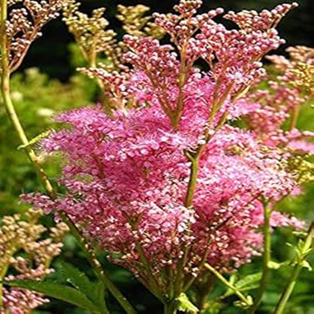 Pink Filipendula Rubra Flower seeds for Planting - Hardy Variety, Heirloom & GMO Free Seeds for Home Garden