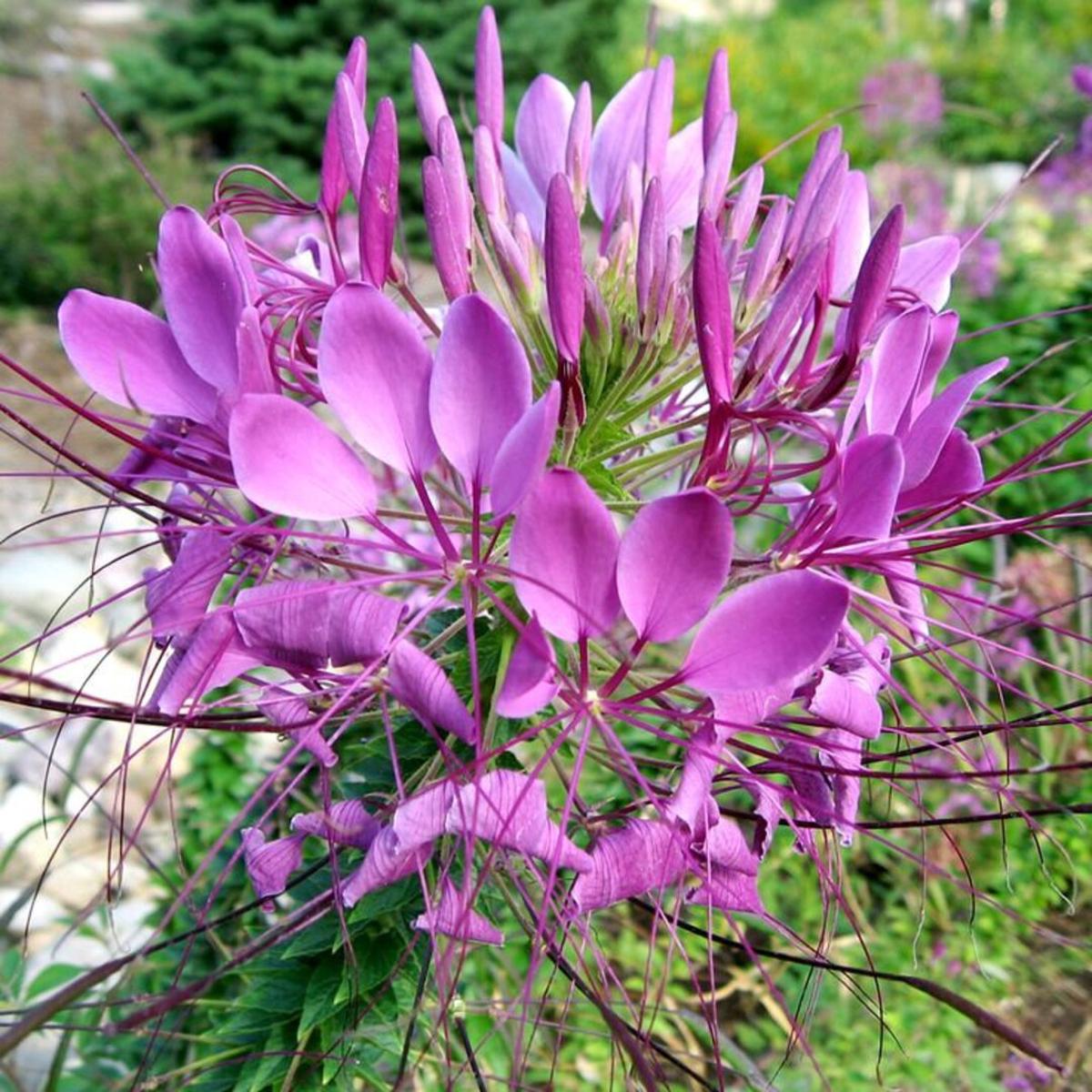 Pink Hatiora Rosea Flower seeds for Planting - Pollinator Friendly, Heirloom & GMO Free Seeds for Home Garden