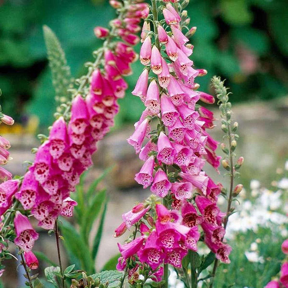 Pink Lady's Glove Flower seeds for Planting - Cut Flower Favorite, Heirloom & GMO Free Seeds for Home Garden