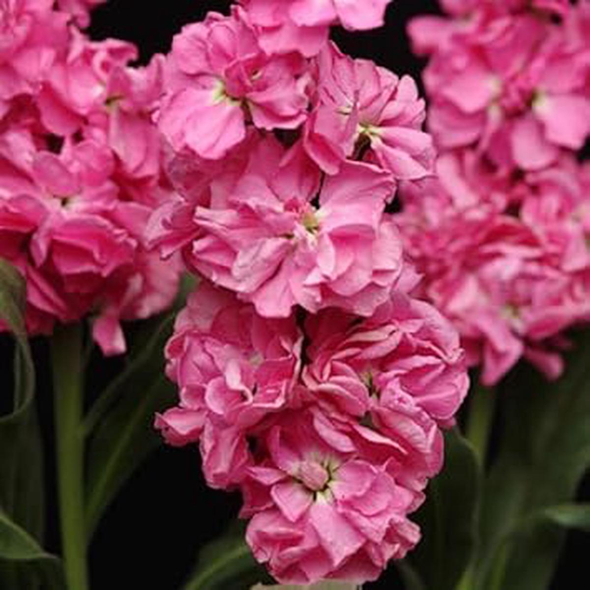 Pink Matthiola Incana Flower seeds for Planting - Long Bloom Season, Heirloom & GMO Free Seeds for Home Garden