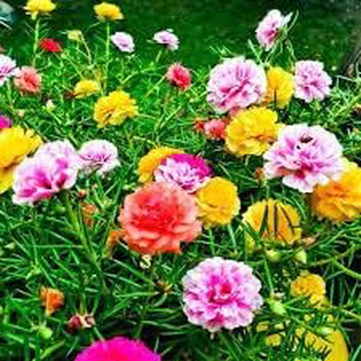 Portulaca Flower seeds for Planting - Drought Tolerant, Heirloom & GMO Free Seeds for Home Garden