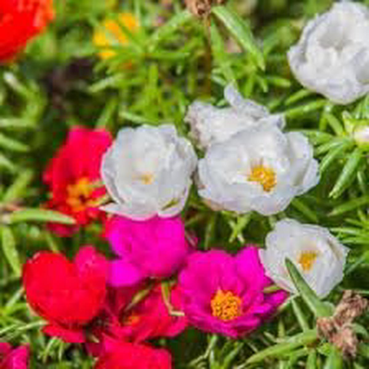 Portulaca Grandiflora Flower Seeds for Planting  Heirloom, Non-GMO, High Germination Garden Seeds