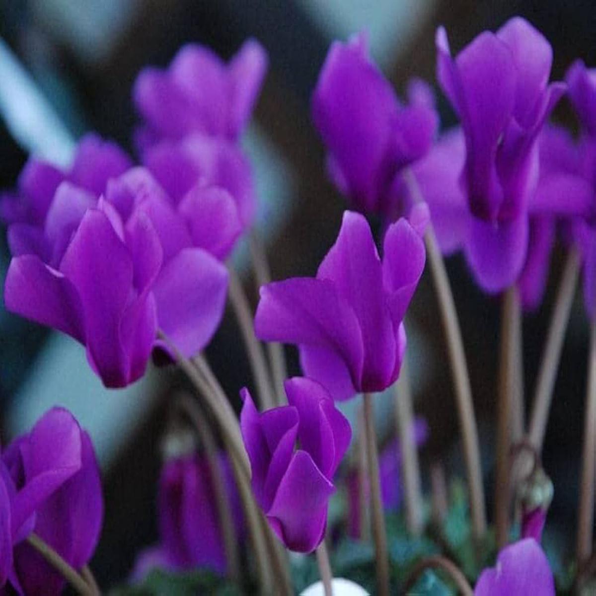Purple Cyclamen Seeds for Planting  Organic Heirloom Non-GMO Hardy Flower Seeds