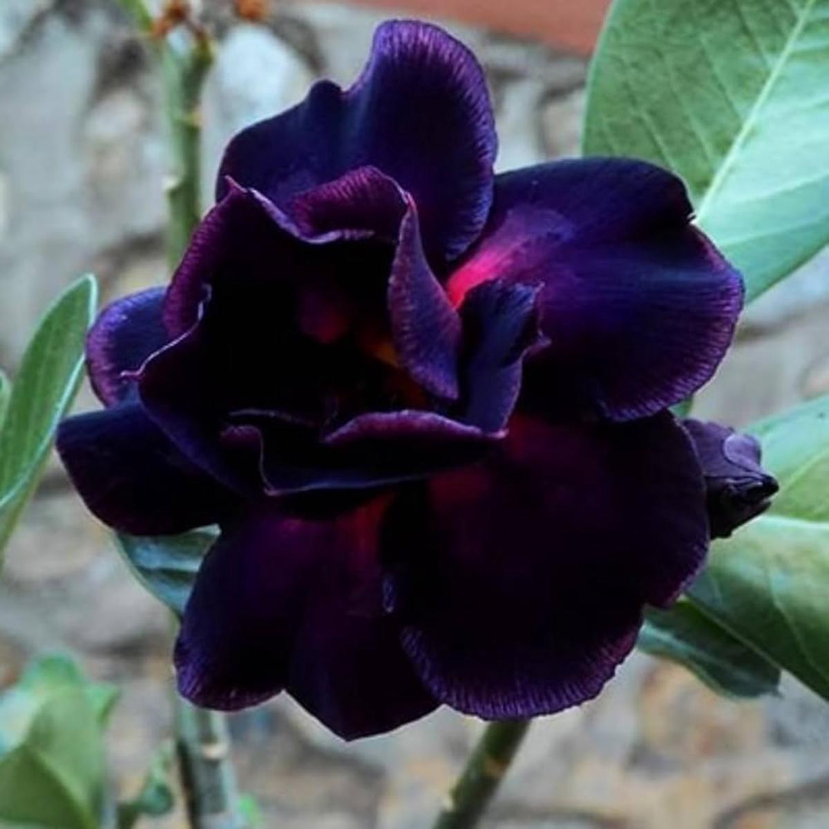 Purple Desert Flower Seeds for Planting  Heirloom, Non-GMO, Drought-Tolerant, Perennial