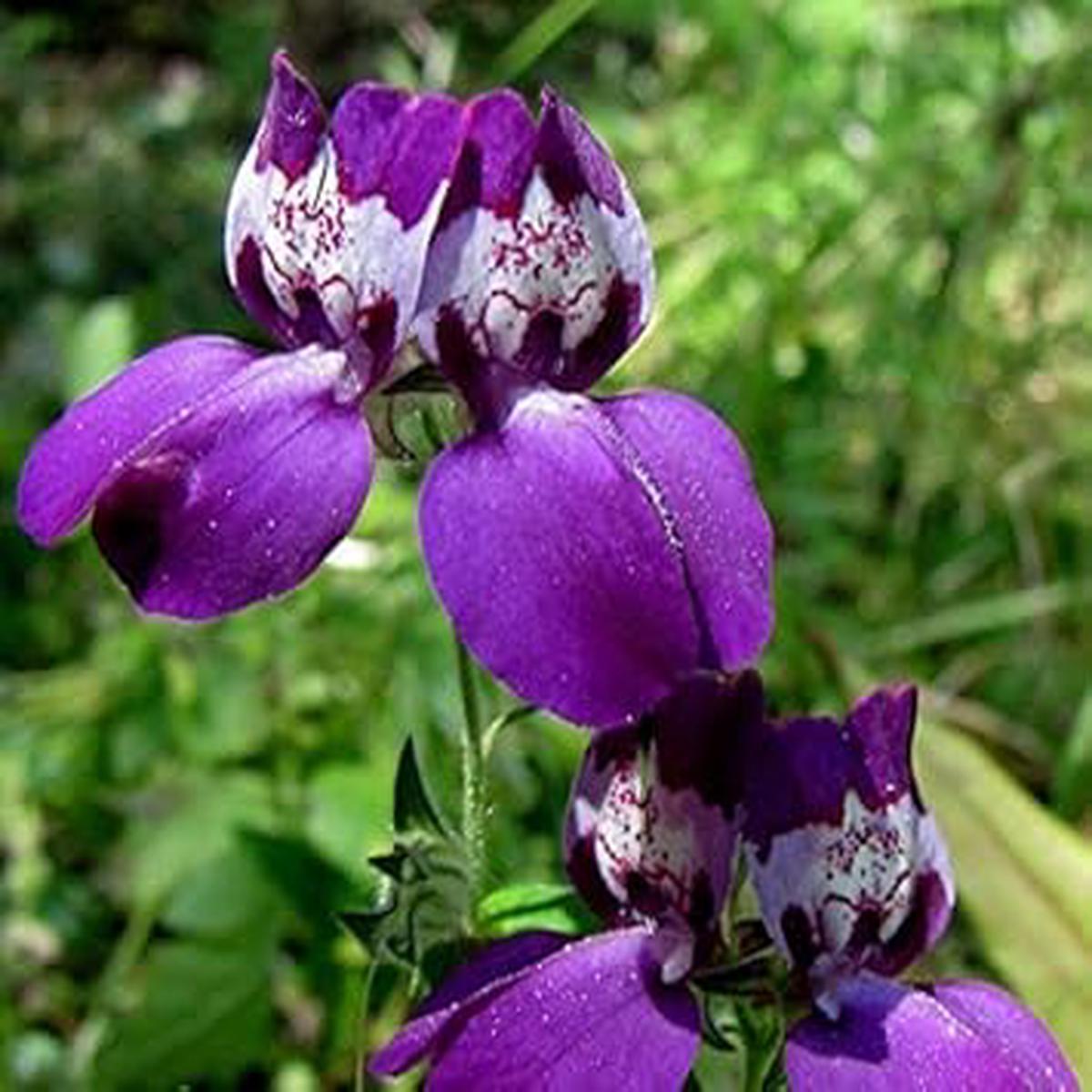 Purple Heterophylla Flower Seeds for Planting  Heirloom, Non-GMO, High Germination Organic Garden Seeds
