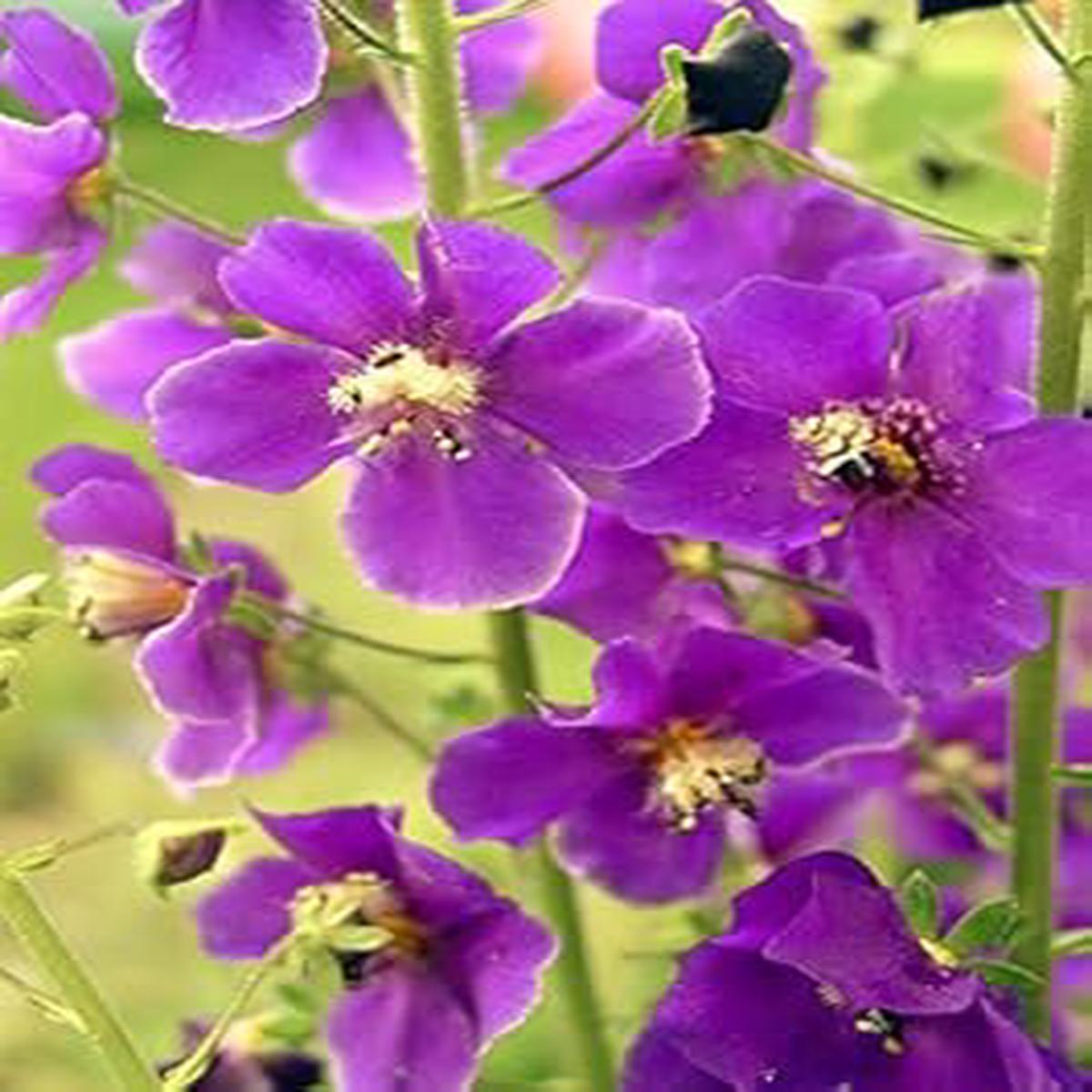 Purple Mullein Flower Seeds for Planting | Heirloom Non-GMO High Germination Organic Garden Seeds