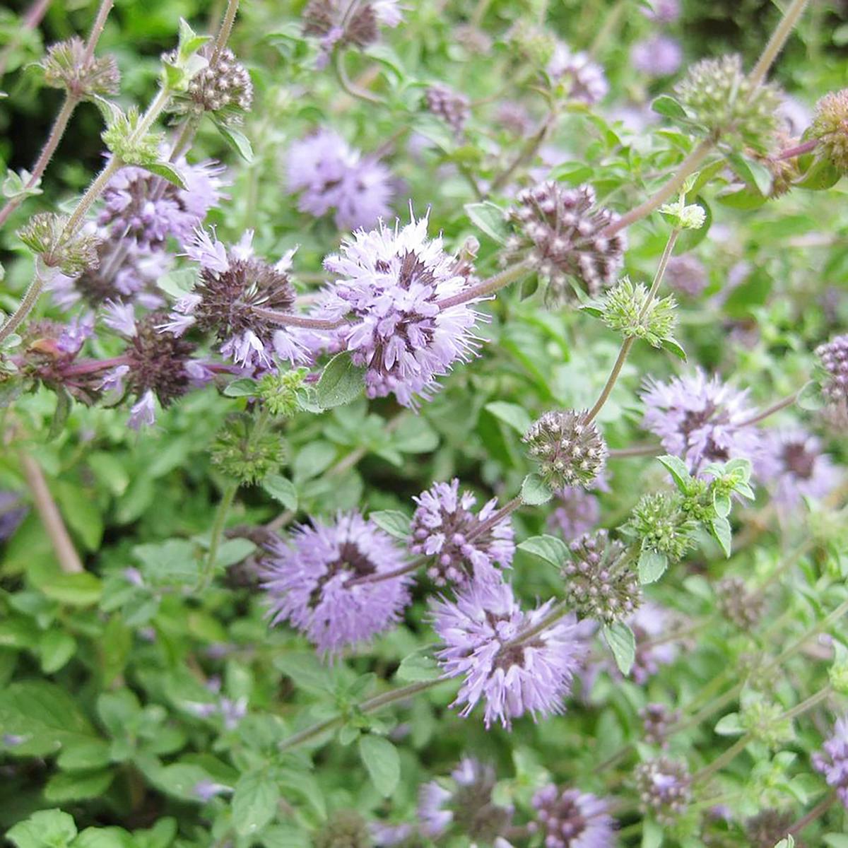 Purple Pennyroyal Flower Seeds for Planting  Heirloom, Non-GMO, High Germination Organic Garden Seeds