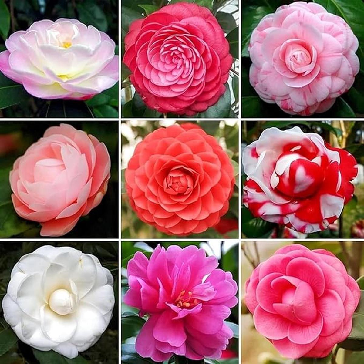 Rainbow Camellia (Camellia spp.) Seeds for Planting for Garden and Flower Bed