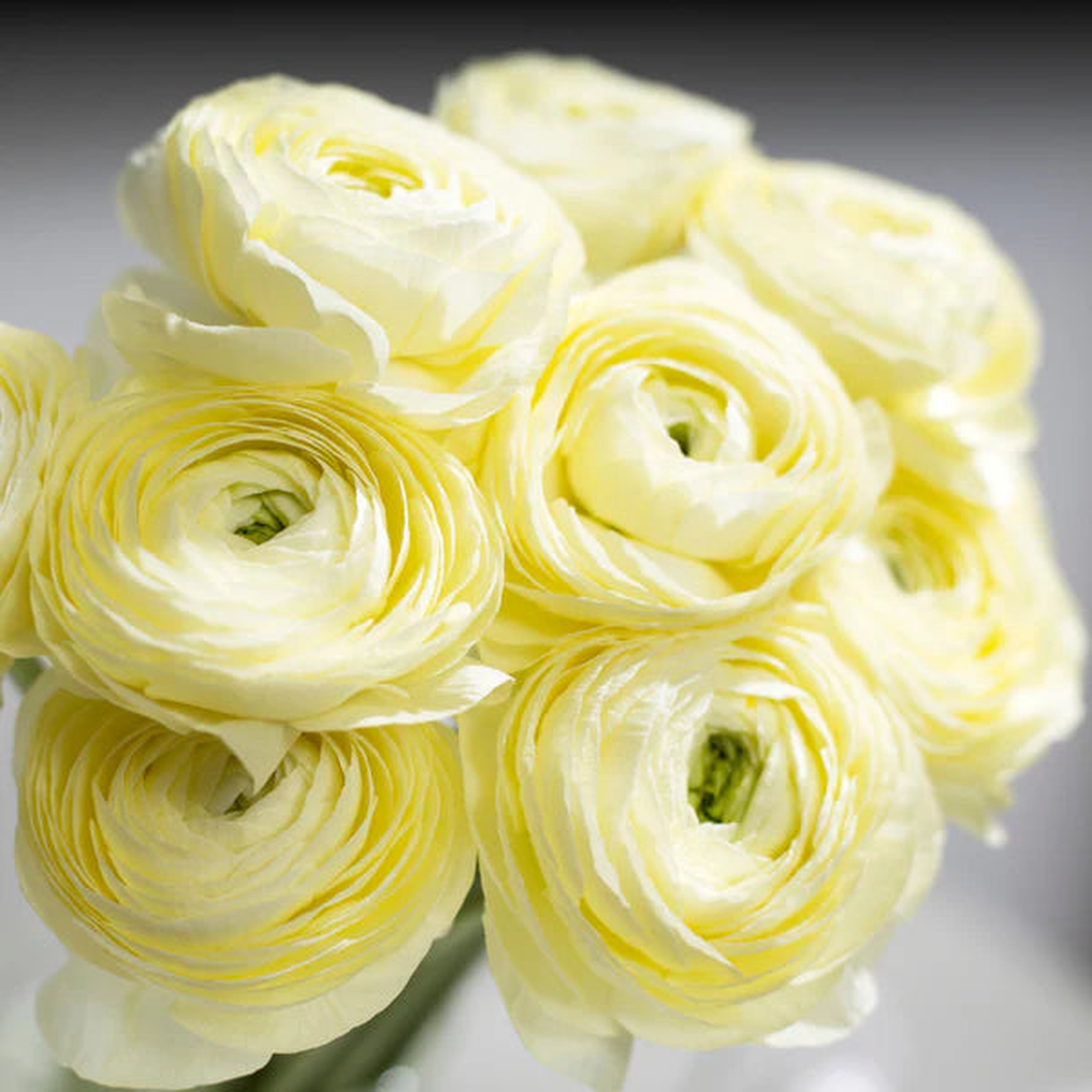 Ranunculus Elegance Cream Flower Seeds  Heirloom, Non-GMO, High Germination Organic Garden Seeds for Planting